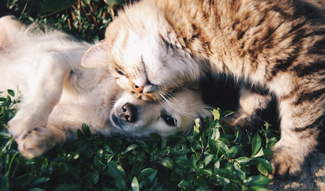File:Petting observation.jpg