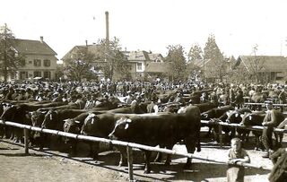 Viehschau Gemeindeplatz Hinwil, 1929