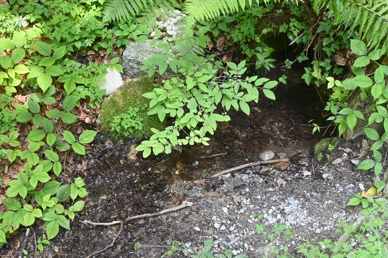Datei:20260725 Rundweg Girenbad-Allmann-Bachtel (89).JPG