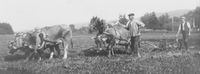 Familie Feurer beim Pflügen in der hinteren Looren, 1917