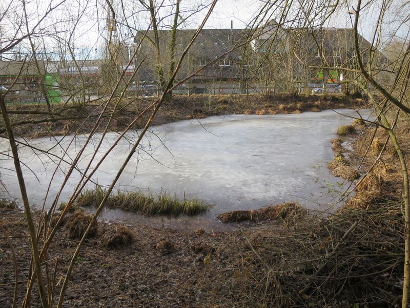 Datei:20250124 Langenrain Eisweiher (7).JPG