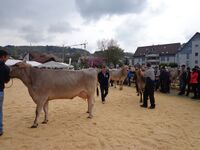 Jubiläumsviehschau Hinwil, 2016