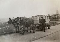 Stampf, Ochsengespann