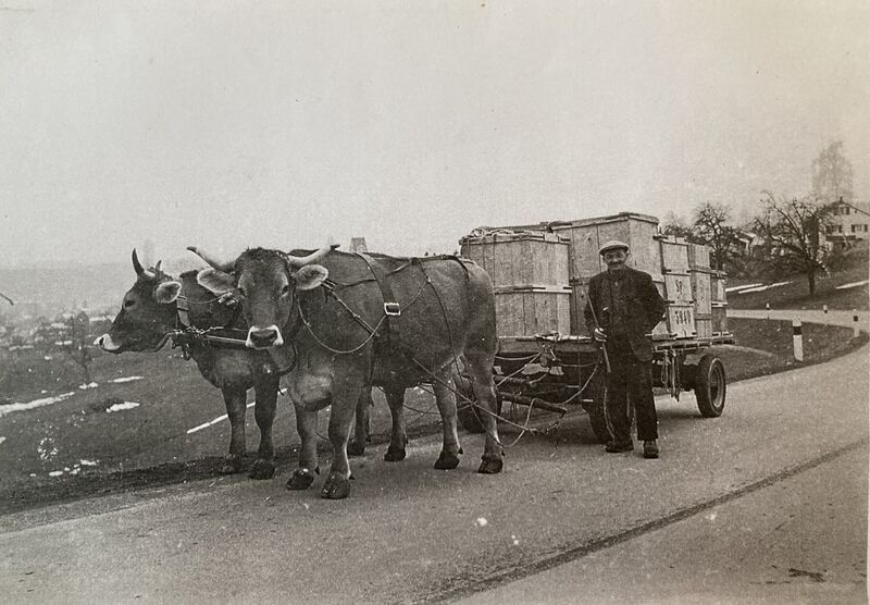 Datei:Stampf Ochsengespann.jpg