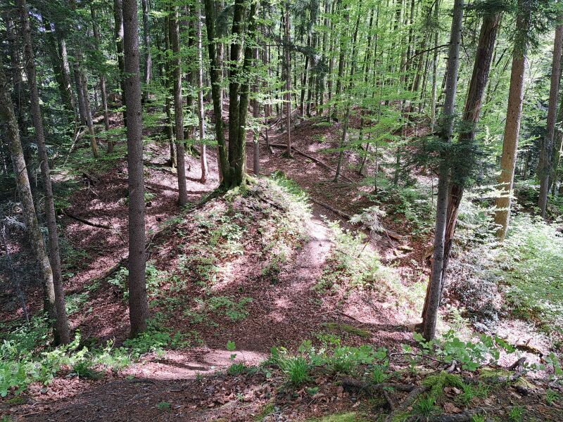 Datei:20240500 Tobel Bachtel (23).jpeg