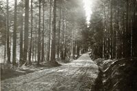 276 Pilgerweg Naturstrasse