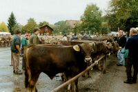 Bezirksviehschau Gemeindeplatz Hinwil, 1996