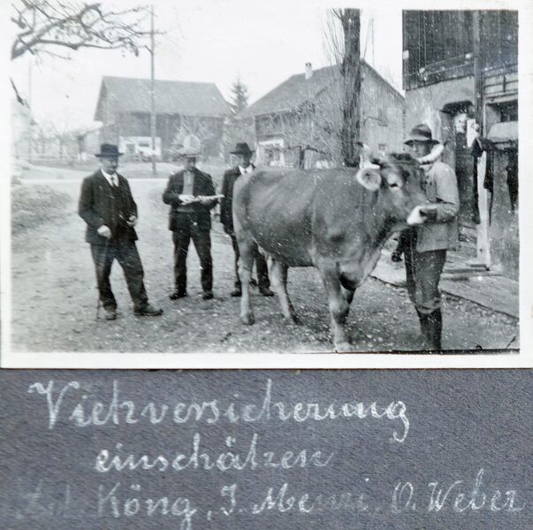 Datei:502 Viehschätzung für die Viehversicherung.jpg