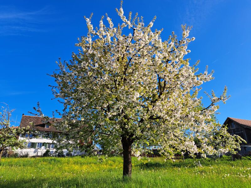 Datei:20240400 Hinwil Hadlikon (2).jpeg