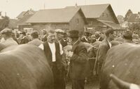 Viehschau, undatiert