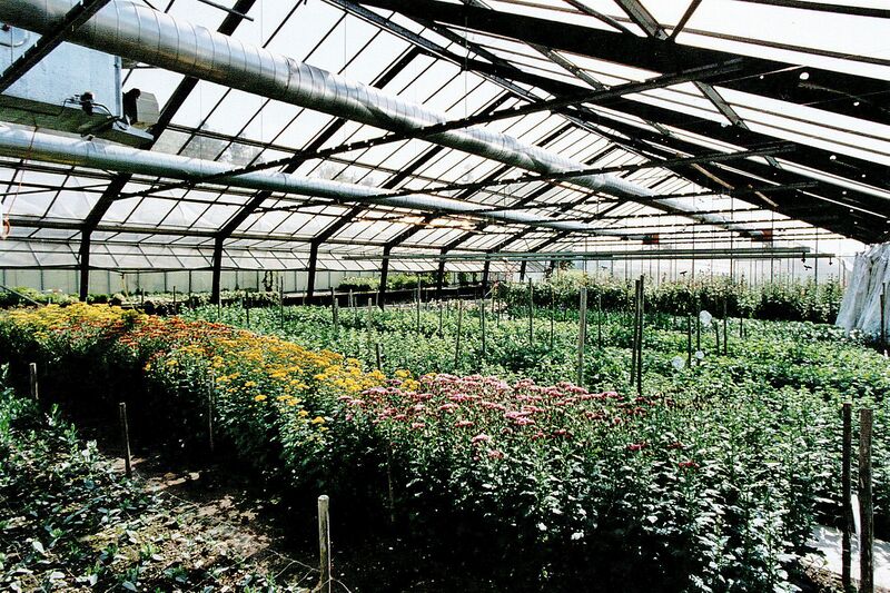 Datei:19990000 Gewächshaus in der Holzweid.jpg