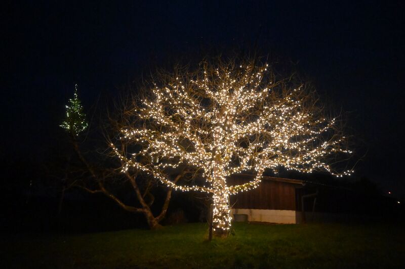 Datei:20251230 Unterholz (9).JPG