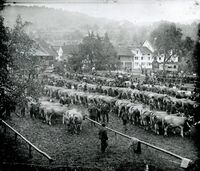 Erste Viehschau auf dem Gemeindeplatz, 1925