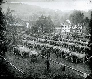 Erste Viehschau auf dem Gemeindeplatz, 1925