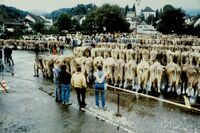 Bezirksviehschau Gemeindeplatz, 1988