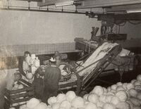 Masshard Sauerkraut, Kabis wird gewaschen, undatiert