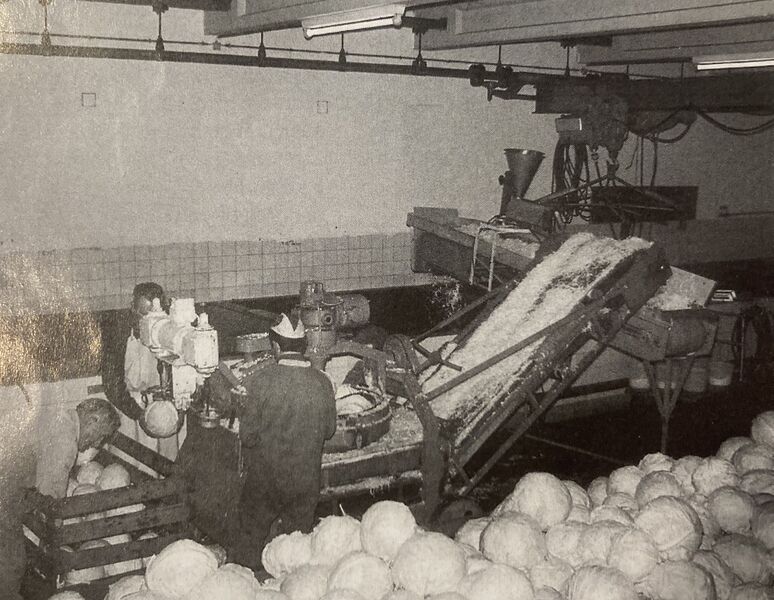 Datei:Masshard Sauerkraut, Kabis wird gewaschen.jpg