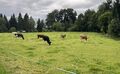 Vorschaubild der Version vom 14:30, 4. Sep. 2025