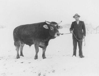 Hans Blaser, Erlosen, mit dem Gemeindemuni, 1955