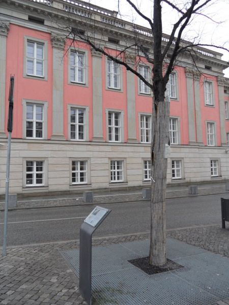 Datei:2018 - Bittschriftenlinde.jpg