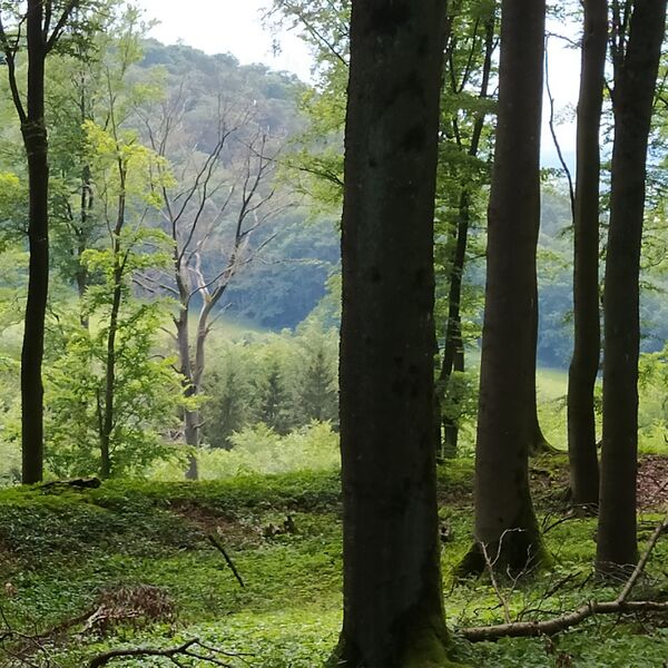 Datei:Verlauf Ringwall Buchenberg.jpg