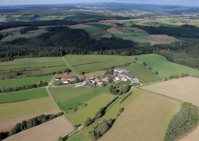 Datei:Wiesensüß (Nabburg) 2023 01.JPG