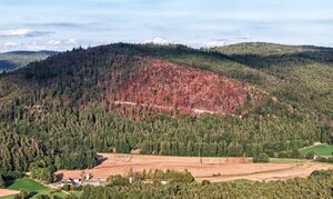 Waldbrand am Johannisberg