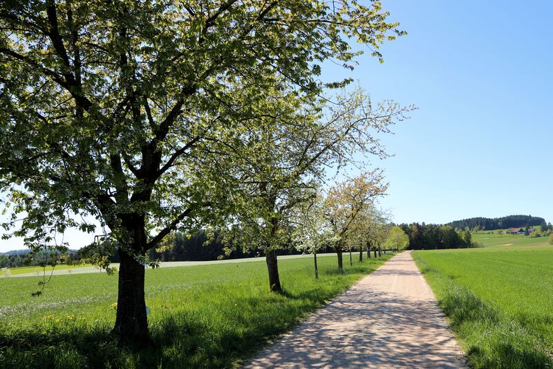 Datei:Dieterskirchen Obstlehrpfad 2026 04.jpg