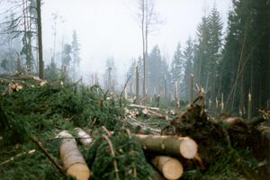 Der Kirchenwald zwischen Wutschdorf und Schleißdorf nach dem Sturm Lore 1994.