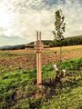 Achtes Kreuz: "Kreuz ohne Nägel" von Toni Scheubeck, Arnschwang.