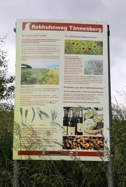 Datei:Bilder Tännesberg Rebhuhnwanderweg 2025 02.jpg