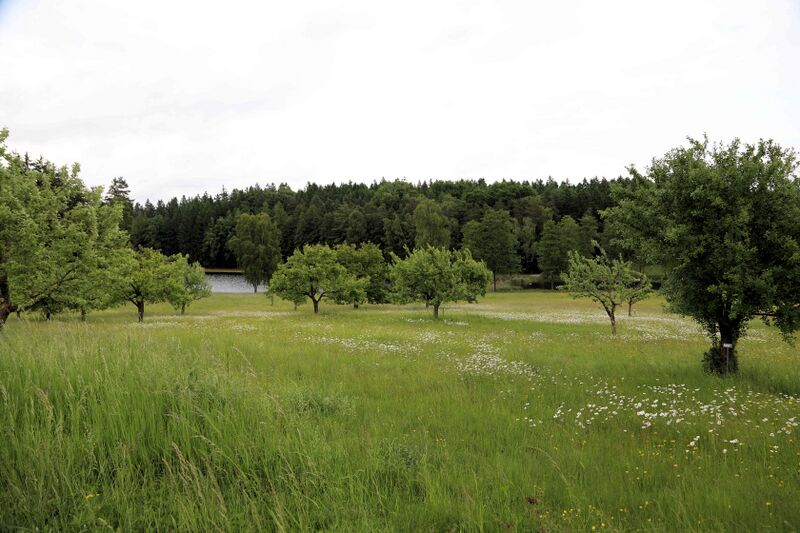 Datei:Tännesberg Obstlehrpfad 2025 05.jpg