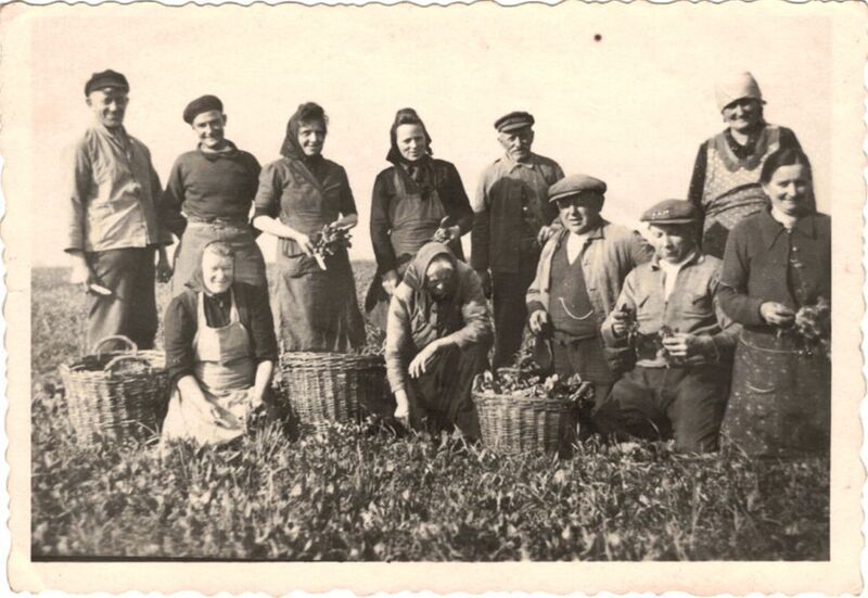 Datei:Foto Ernte.jpg