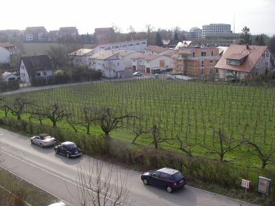 Regener - 184.JPG