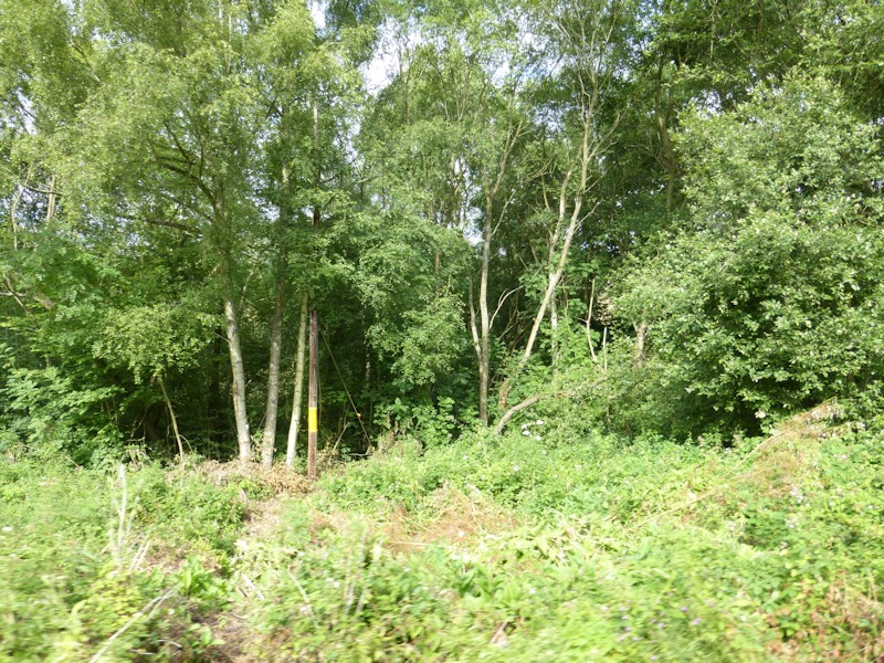 File:Sterns 20160723.jpg