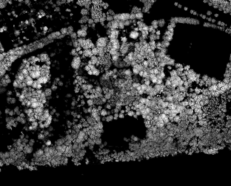 File:Foliage heights wageningen zoomed.png